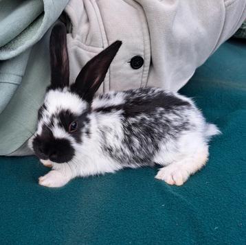 Konijn te koop, zwart/wit, mannetje beschikbaar voor biedingen