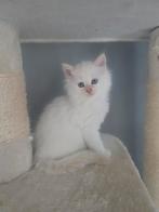 100% Siberische kittens Neva Masquerade, Dieren en Toebehoren, Katten en Kittens | Raskatten | Langhaar, Meerdere dieren, Gechipt