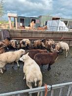 Bonte en teselaar lammeren 15 stuks, Dieren en Toebehoren, Schapen, Geiten en Varkens, Meerdere dieren, Schaap