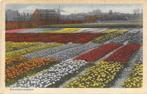 AK Haarlem - Bloembollenvelden, Verzenden, 1920 tot 1940, Gelopen, Noord-Holland