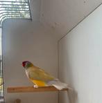 Gele pastel Gouldamandine man, Dieren en Toebehoren, Vogels | Overige Vogels, Mannelijk