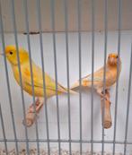 Twee mannen waterslager, Mannelijk, Kleurkanarie