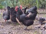 jersey giant volwassen kippen, Dieren en Toebehoren, Pluimvee, Meerdere dieren, Kip