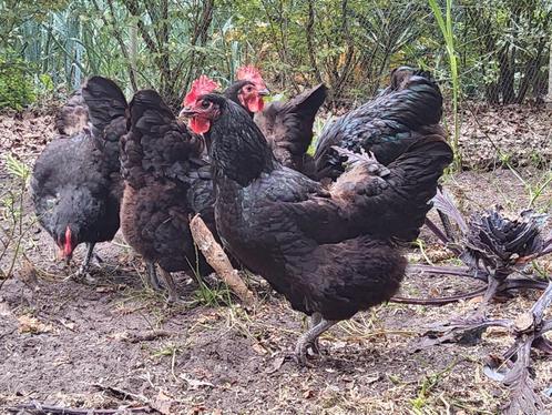 jersey giant volwassen kippen, Dieren en Toebehoren, Pluimvee, Kip, Meerdere dieren