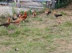 drents hoen, Dieren en Toebehoren, Pluimvee, Meerdere dieren, Kip