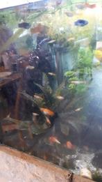 Gratis afhalen: Guppies, Dieren en Toebehoren, Vissen | Aquariumvissen, Vis, Zoetwatervis, Schoolvis