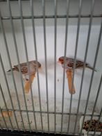 Agaat kobalt rood mozaiek, Dieren en Toebehoren, Ophalen of Verzenden, Zo goed als nieuw, 110 cm of meer, 100 cm of meer