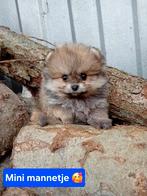 Prachtige Raszuivere Pomeriaan Pups, Particulier, Keeshond, 8 tot 15 weken, Buitenland