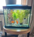 Aquarium, Ophalen, Gebruikt, Leeg aquarium