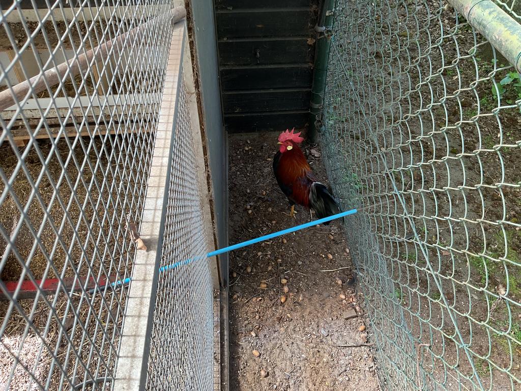 Kippen, Dieren en Toebehoren, Pluimvee, Meerdere dieren, Kip