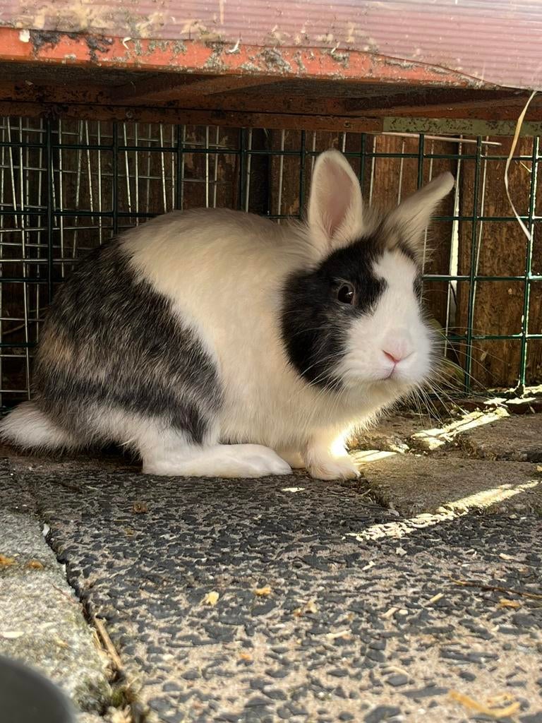 Super lief konijn, evt met hok/ren, Mannelijk, Dwerg, 0 tot 2 jaar