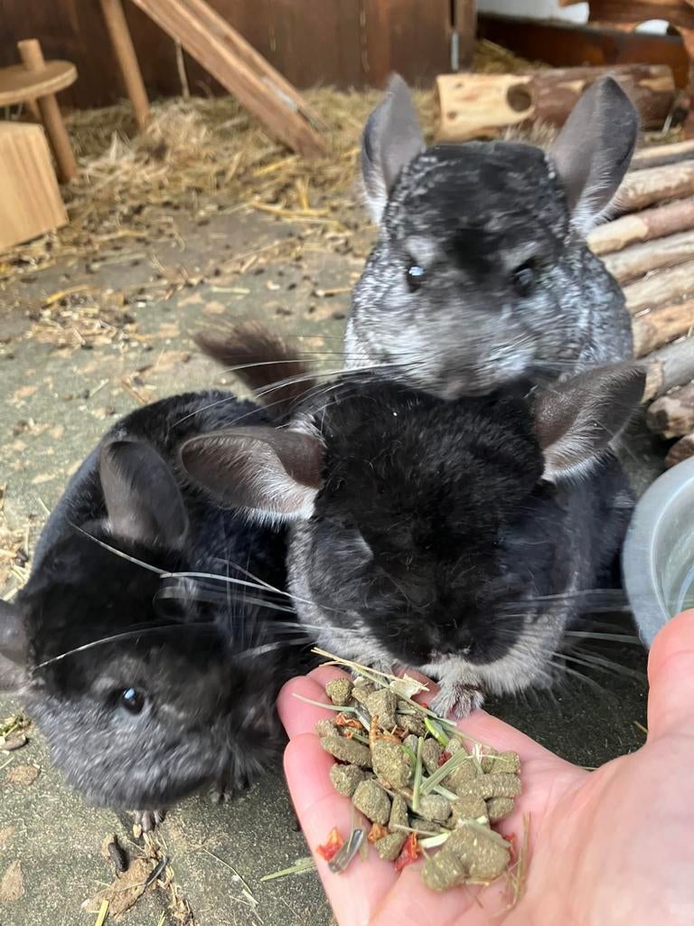 Chinchilla's aangeboden, Chinchilla, Vrouwelijk, Januari, Tam