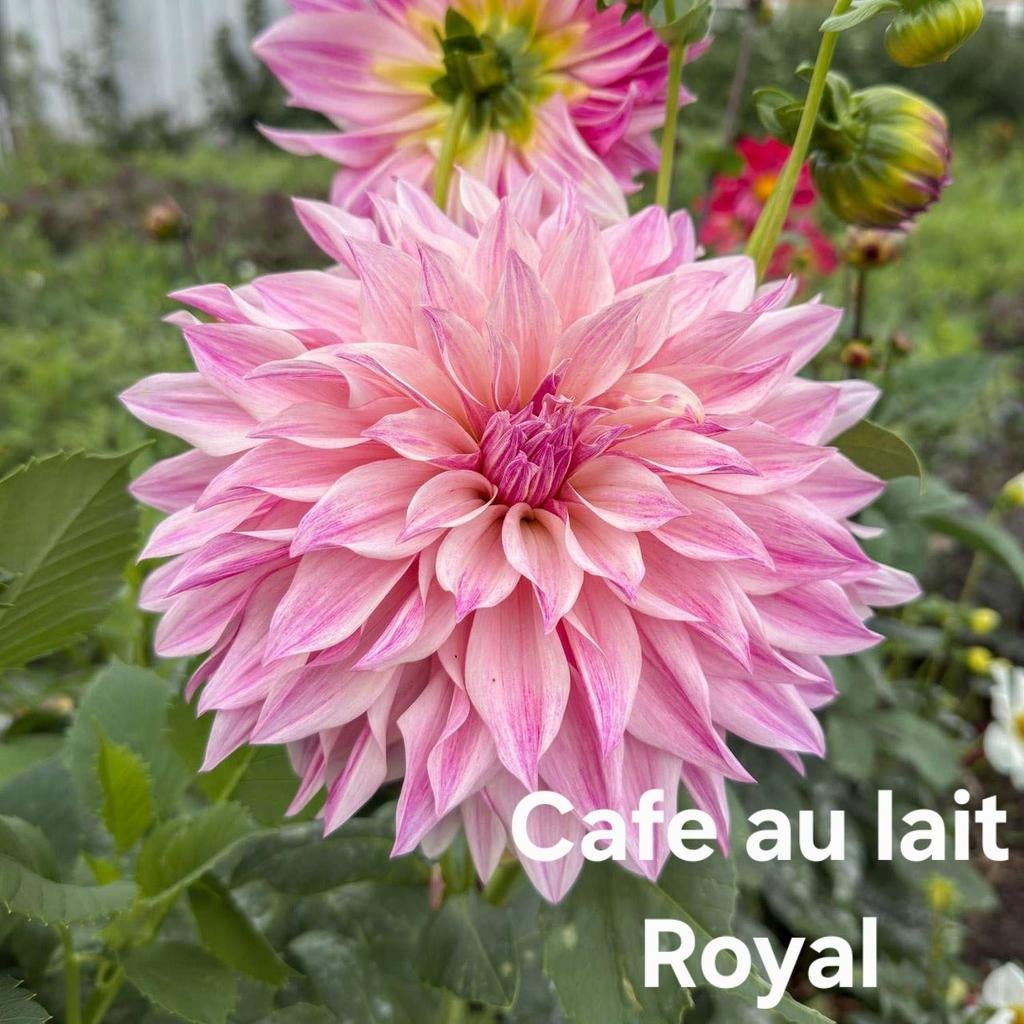 Cafe au lait Royal, Ophalen of Verzenden, Volle zon