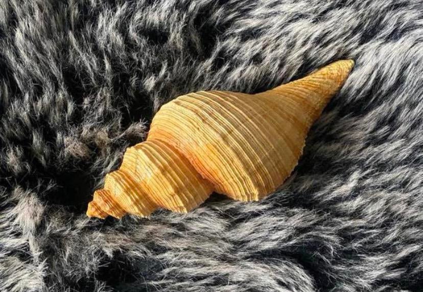 Schelp / nieuw !, Verzenden, Nieuw, Overige typen