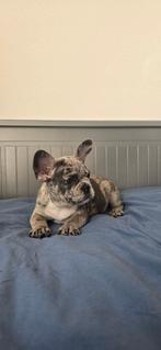 Bijzondere Franse Bulldog pups in merle kleuren beschikbaar, 8 tot 15 weken, Parvo, Bulldog, Meerdere