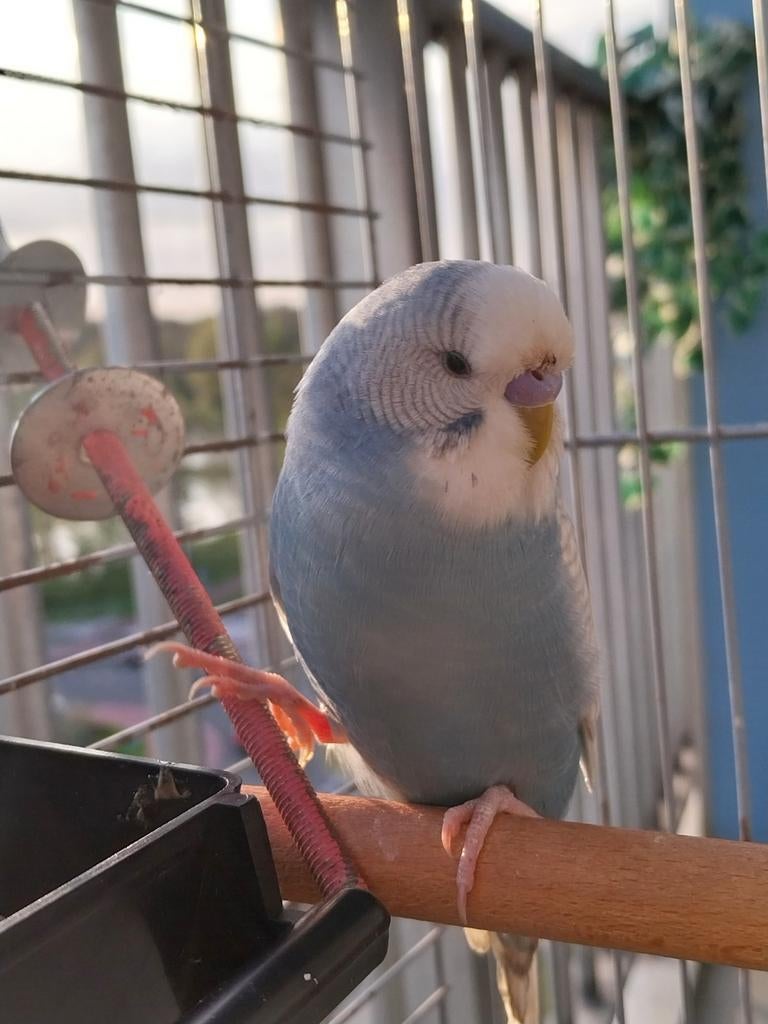 Jonge grasparkiet, Dieren en Toebehoren, Vogels | Parkieten en Papegaaien, Mannelijk, Parkiet, Tam