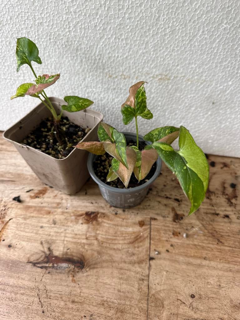 Syngonium Red Spot Tricolor plantjes, Ophalen of Verzenden, Volle zon, Minder dan 100 cm