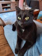 Poes, Dieren en Toebehoren, Katten en Kittens | Raskatten | Korthaar, Poes, Ontwormd