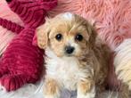 Maltipoo pups 1650€ Beide ouders aanwezig, Dieren en Toebehoren, Honden | Chihuahua's en Gezelschapshonden, Nederland, Parvo, Overige rassen