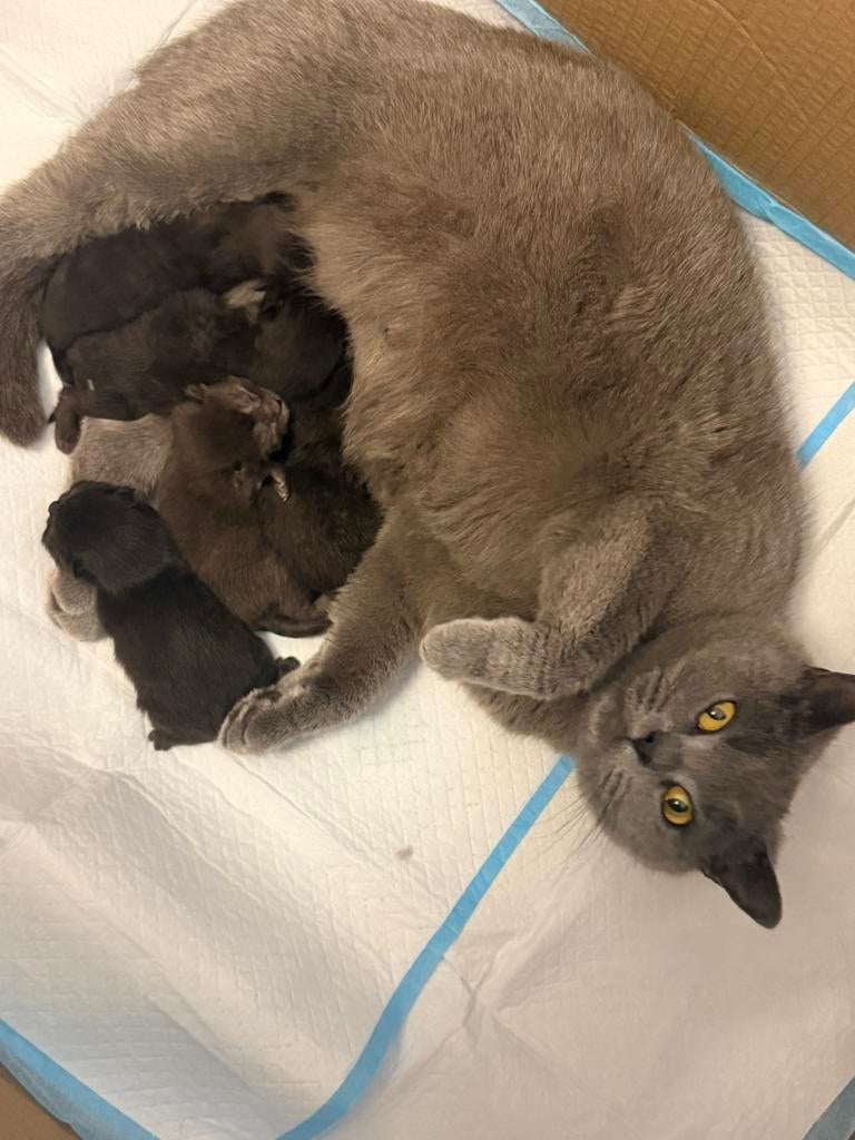 Britse korthaar te koop, Dieren en Toebehoren, Poes, Ontwormd