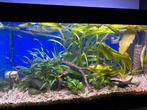 Aquarium - Juwel 110L, Dieren en Toebehoren, Vissen | Aquaria en Toebehoren, Ophalen, Gebruikt, Gevuld zoetwateraquarium