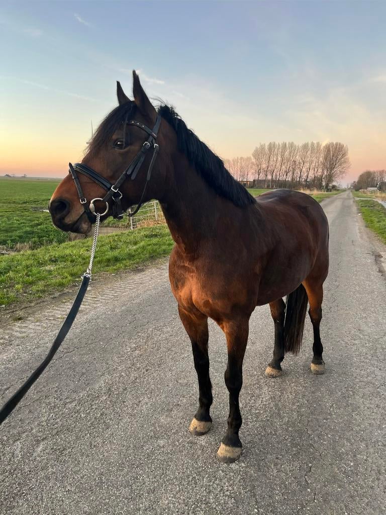 Bomproof allround grote D pony, Merrie, B, 7 tot 10 jaar