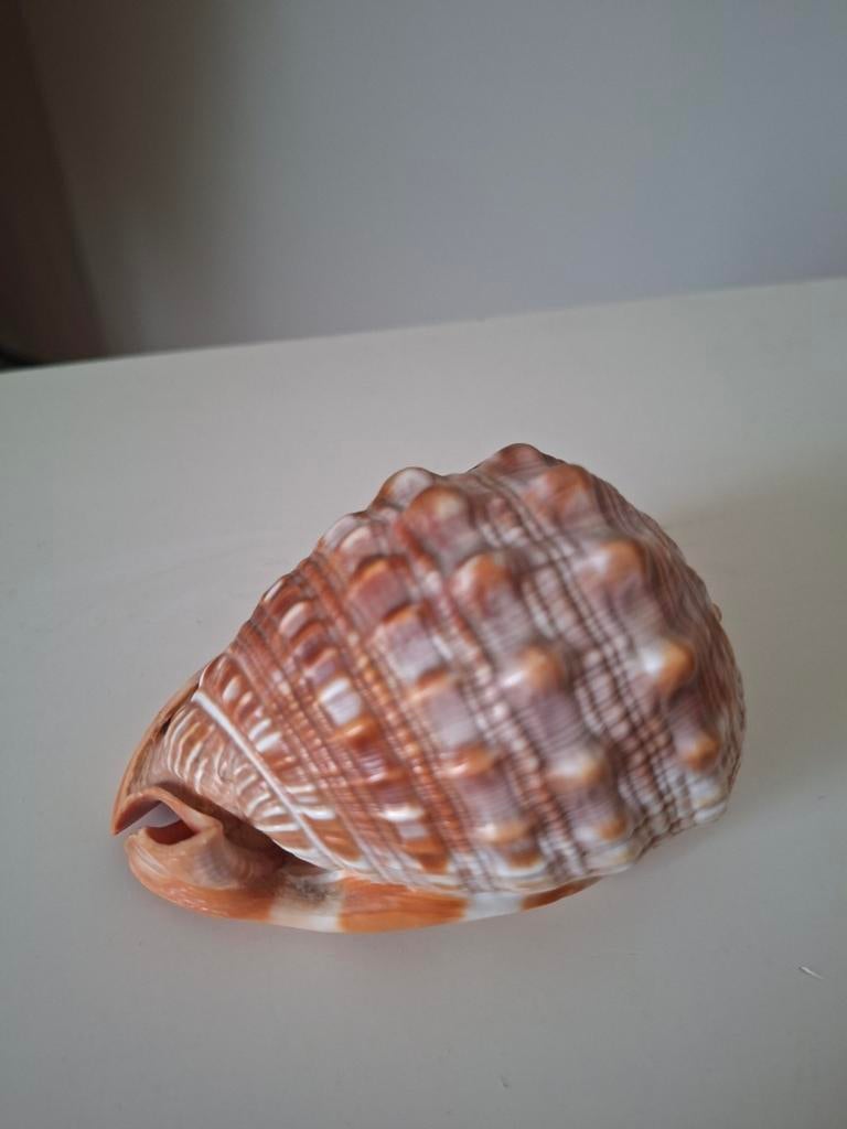 Mooie schelp, Verzamelen, Mineralen en Fossielen, Ophalen of Verzenden, Schelp(en)