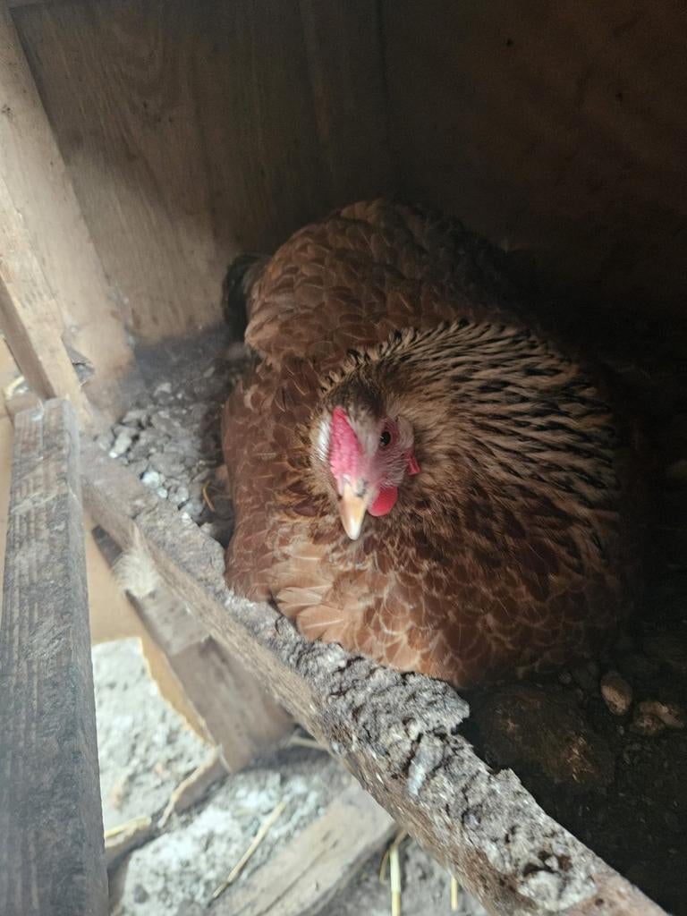 Broedkippen Broedeiren, Dieren en Toebehoren, Pluimvee, Kip, Vrouwelijk