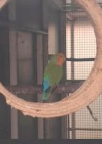 Te koop agapornis, Vrouwelijk, Dwergpapegaai of Agapornis, Geringd