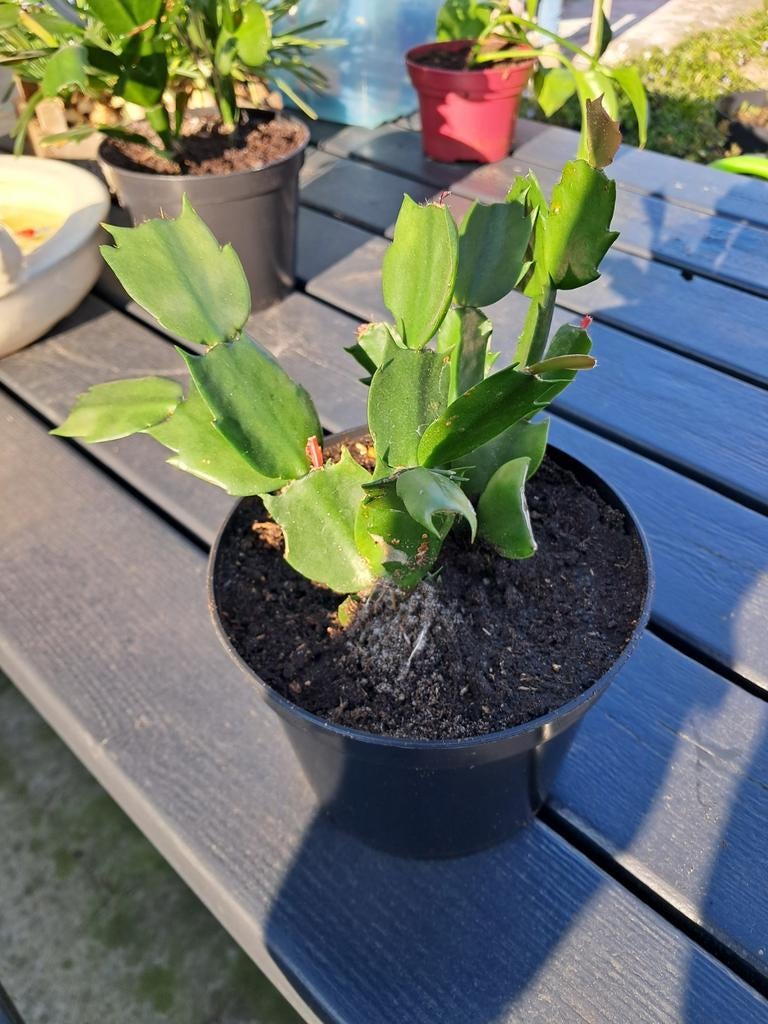 Lidcactus / Kerstcactus - Bloeit roze, Ophalen