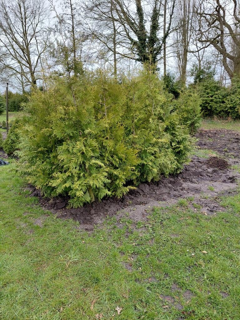 Coniferen Thuja Brabant 200-220 cm, Bloeit niet, Halfschaduw, 100 tot 250 cm, Overige soorten