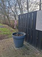 Grote kunststof bloempot, Volle zon, 100 tot 250 cm, Zomer, Overige soorten