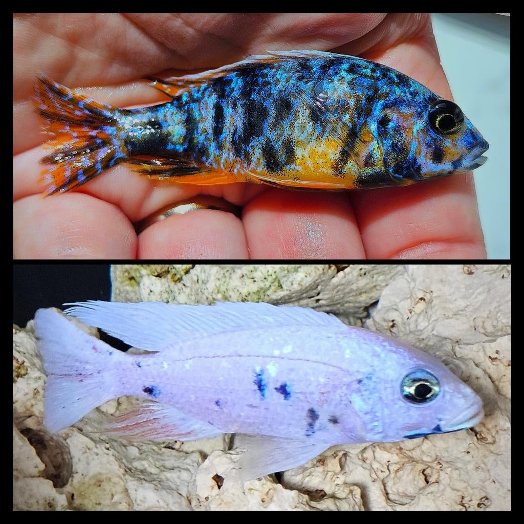 Malawi cichliden collectie 3 *2 topkoppels*, Dieren en Toebehoren, Vissen | Aquariumvissen, Vis
