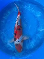 Koi 25 cm, Karper of Koi