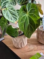 Anthurium AOS X BVEP, Ophalen, Halfschaduw, Minder dan 100 cm