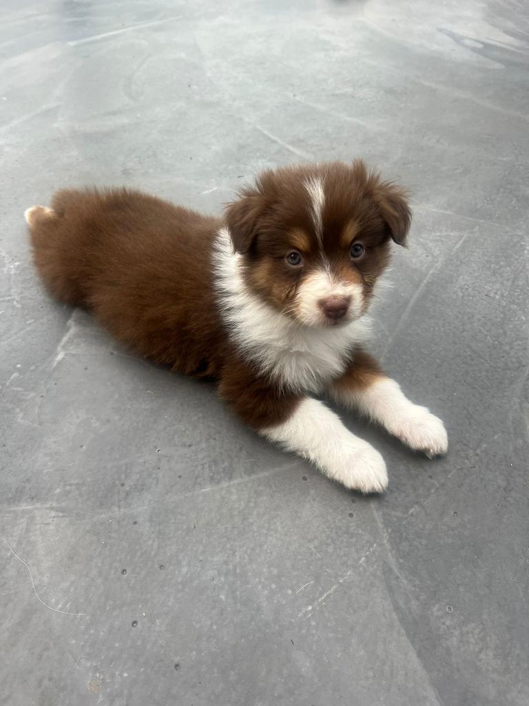 4 Knappe pups Australian shepperd klaar om te vertrekken, 8 tot 15 weken, Parvo, Meerdere, Meerdere dieren
