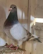 te koop kleurpostduif doffer, Dieren en Toebehoren, Mannelijk, Postduif