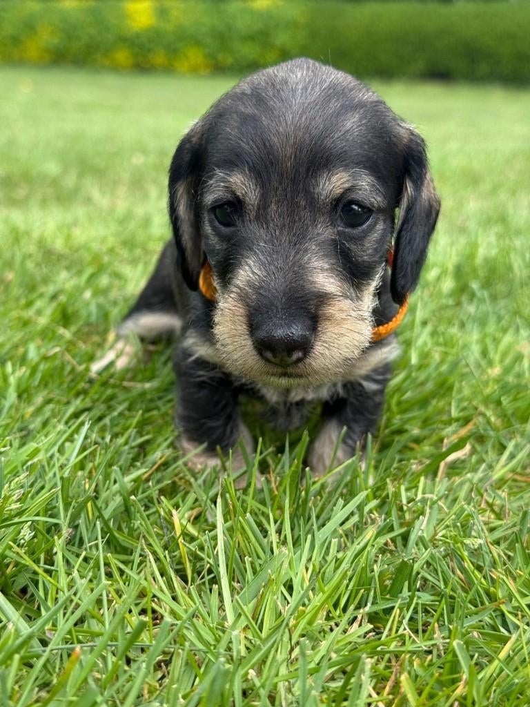Teckel kaninchen ruwhaar pups, Dieren en Toebehoren, Honden | Teckels en Dashonden, Kaninchen, Parvo, 8 tot 15 weken, Meerdere