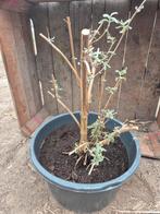Grote vlinderstruik (Buddleja davidii), Volle zon, Vaste plant, Zomer, Ophalen