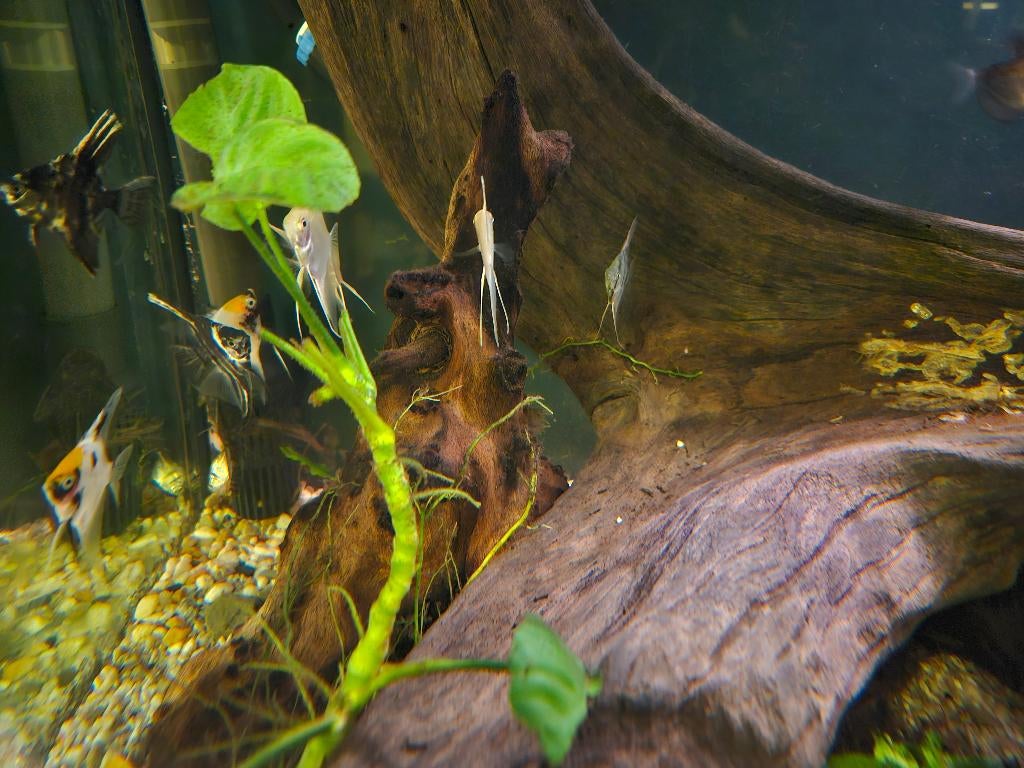 Vissen, garnalen, schildpadden, slakken, waterplanten, Dieren en Toebehoren, Vis, Zoetwatervis