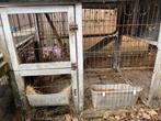 Konijnenkooi, Dieren en Toebehoren, Knaagdieren en Konijnen | Hokken en Kooien, Kooi, Gebruikt, 75 tot 110 cm, Ophalen