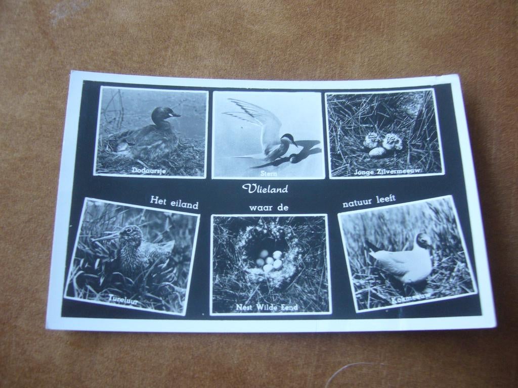 VLIELAND  =  6 LUIK - EILAND WAAR DE NATUUR LEEFT, Ophalen of Verzenden, 1940 tot 1960, Gelopen, Waddeneilanden