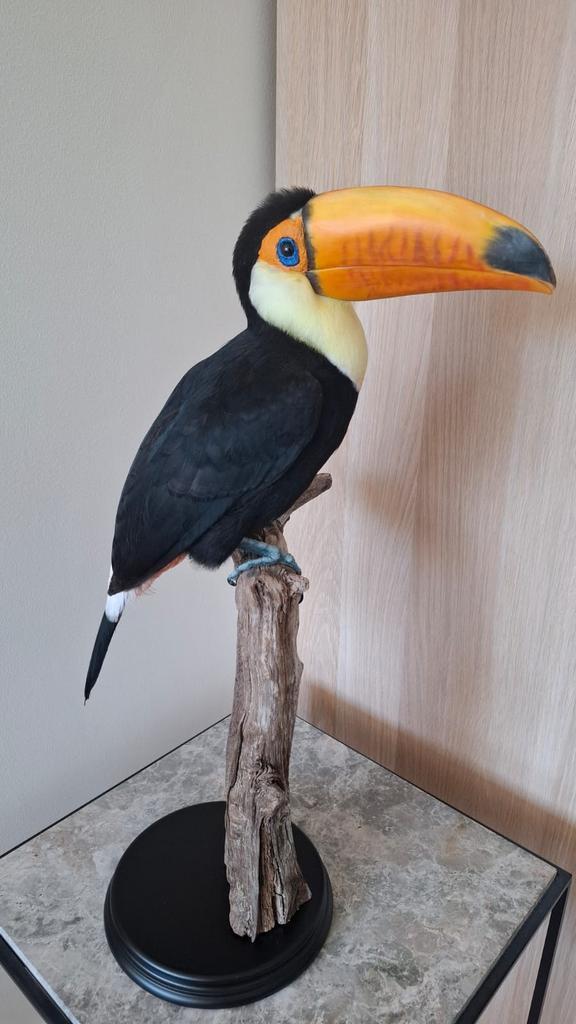 Opgezette Reuzentoekan, Verzamelen, Dierenverzamelingen, Zo goed als nieuw, Opgezet dier, Vogel, Ophalen
