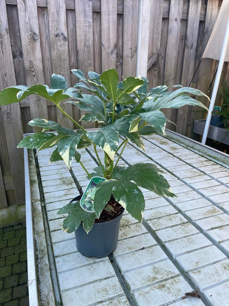 Fatsia Japonica Variegata, Tuin en Terras, Overige soorten, Vaste plant, Ophalen of Verzenden, Halfschaduw