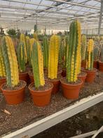 Cactus Tricocereus Pachanoi (San Pedro) Variegata, Minder dan 100 cm, Bloeiende kamerplant, Halfschaduw, Ophalen of Verzenden