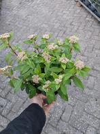 Viburnum tinus in pot, Ophalen, Overige soorten