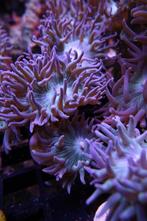 Duncanopsammia Ultra Green, Duncan koraal stekjes, Dieren en Toebehoren, Overige typen, Zoutwatervis