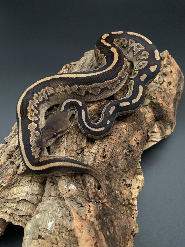 0.1 copper cinnamon het pied python regius Ball Python - female for sale from DemonSnakes