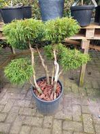 Oude Chamaecyparis Vormsnoei - Unieke Bonsai Stijl Conifeer, Tuin en Terras, Vaste plant, Bloeit niet, Halfschaduw, Ophalen