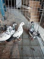 2 koppel 2025 en 2026, Meerdere dieren, Overige soorten